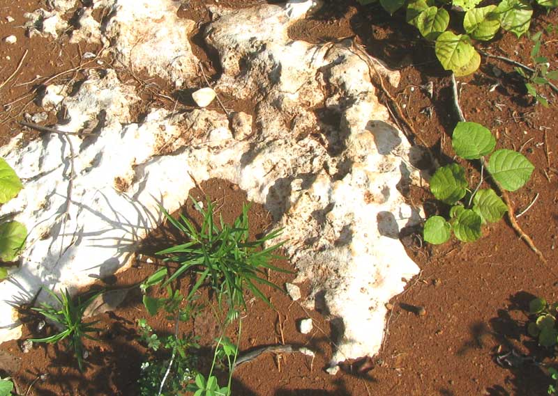 YUCATAN'S RED SOIL