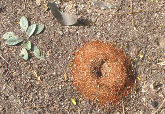 YUCATAN'S RED & BLACK SOILS, RED ANTHILL IN BLACK SOIL