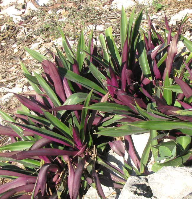 Boat Lily, TRADESCANTIA SPATHACEA