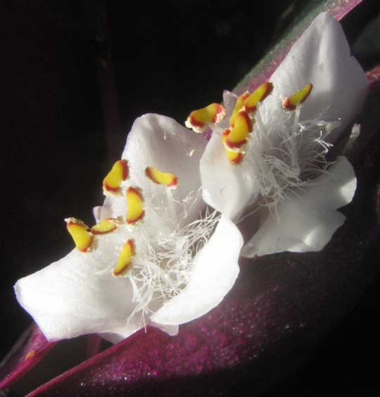 Boat Lily, TRADESCANTIA SPATHACEA, flowers