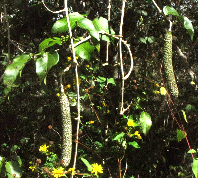 MANSOA VERRUCIFERA, leaves & fruit