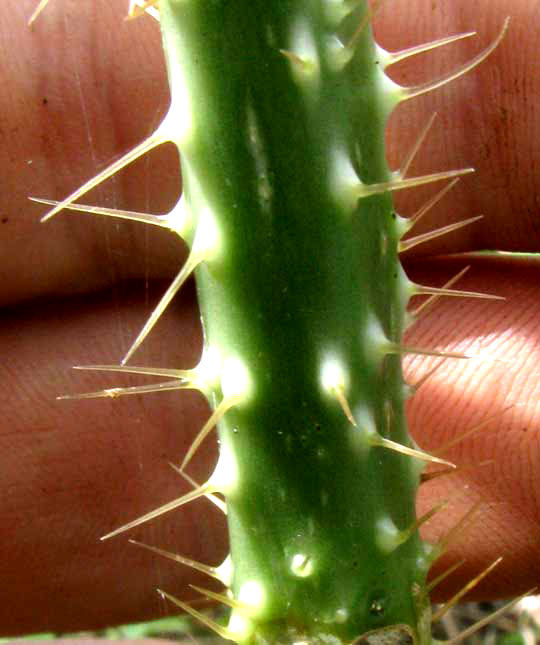 Mala Mujer, CNIDOSCOLUS SOUZAE. stinging spines on trunk