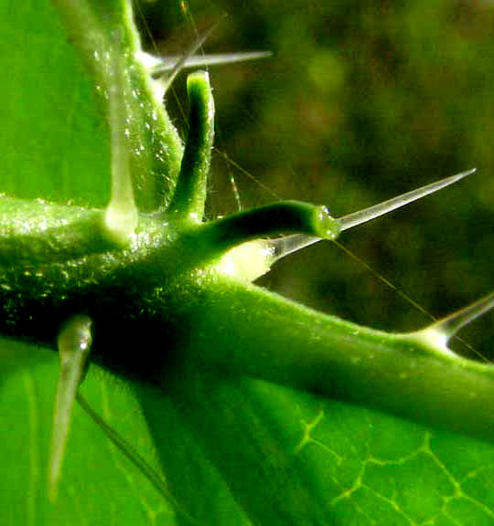 Mala Mujer, CNIDOSCOLUS SOUZAE, glands atop petiole