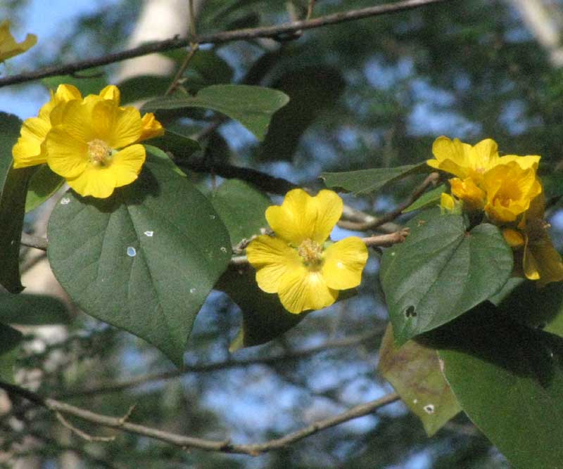 BAKERIDESIA GAUMERI, flowers and leaves