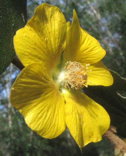 BAKERIDESIA GAUMERI, flower
