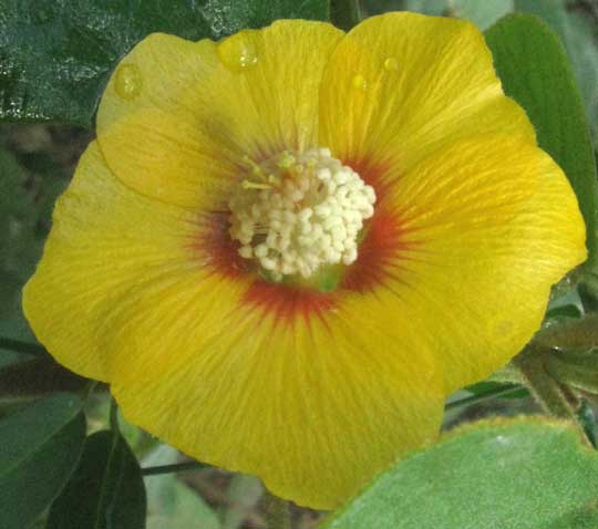BAKERIDESIA GAUMERI, flower with red eye