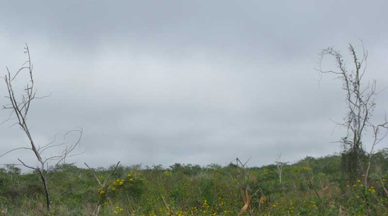 STRATUS OPACUS clouds