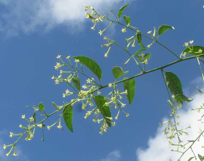 Lady of The Night, CESTRUM NOCTURNUM, flowers and leaves