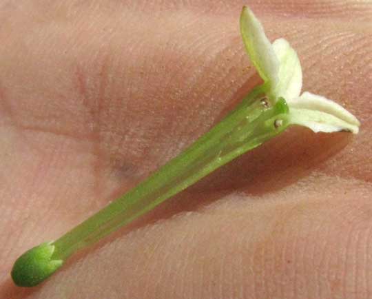 Lady of The Night, CESTRUM NOCTURNUM, flower, longitudinal section