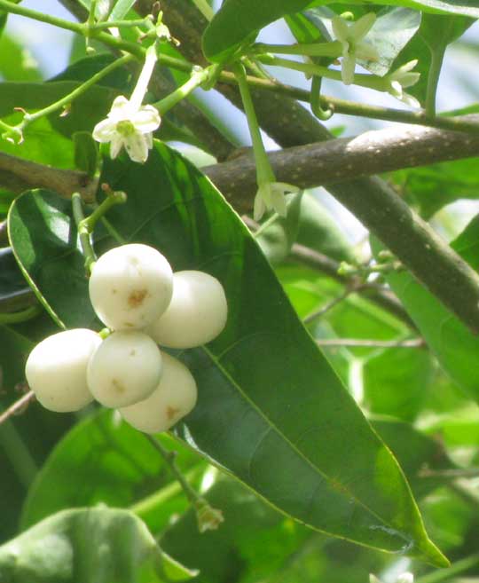 Lady of The Night, CESTRUM NOCTURNUM, fruits