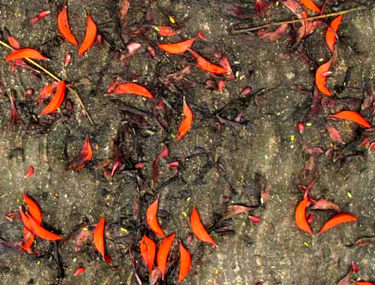 Indian Coral Tree, ERYTHRINA VARIEGATA, flowers discarded onto sidewalk below