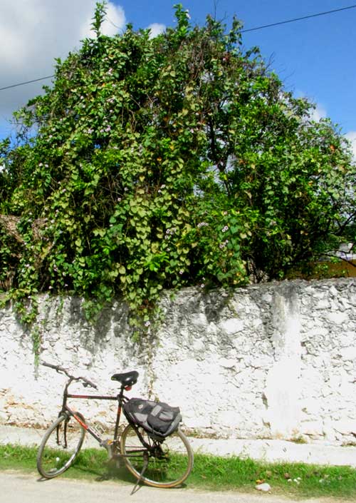 Flowering Sweet Potato Vine, IPOMOEA BATATAS, covering tree