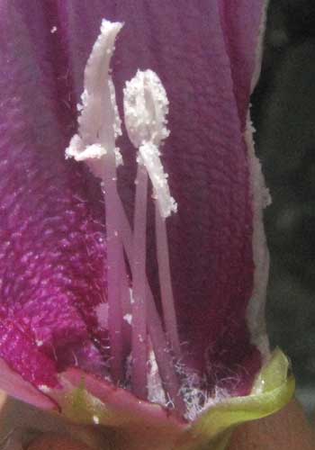 Flowering Sweet Potato Vine, IPOMOEA BATATAS, stamens inside blossom