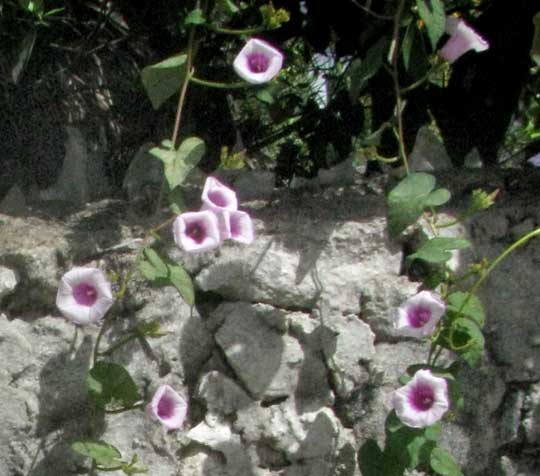 Flowering Sweet Potato Vine, IPOMOEA BATATAS, flowers and leaves