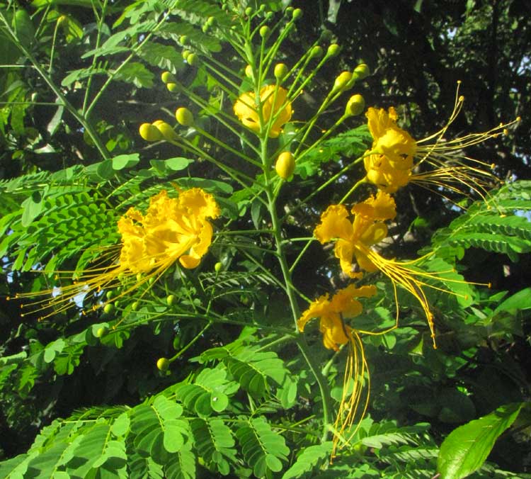 Yellow Dwarf Poinciana, Caesalpinia pulcherrima 'flava'