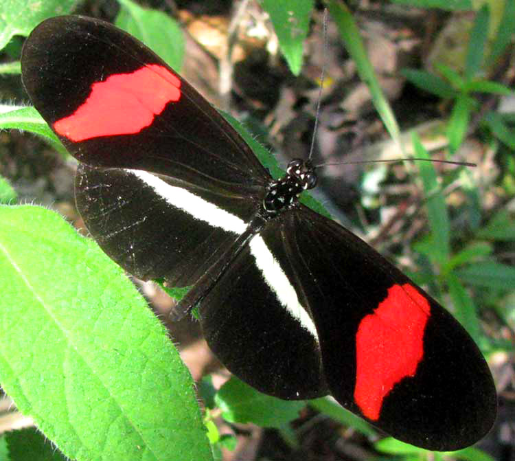 Erato Heliconian, HELICONIUS ERATO PETIVERANA