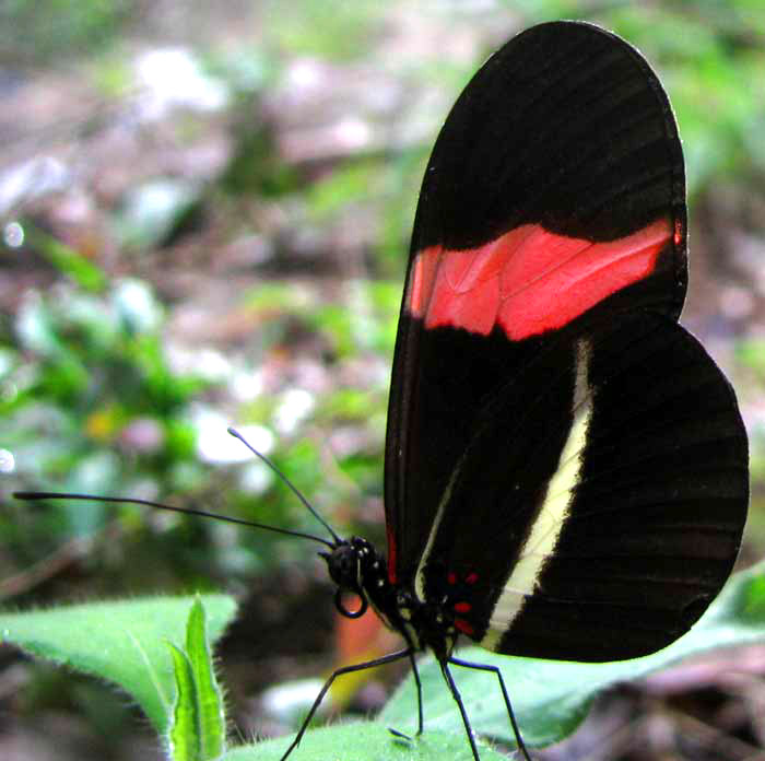 Erato Heliconian, HELICONIUS ERATO PETIVERANA, side view