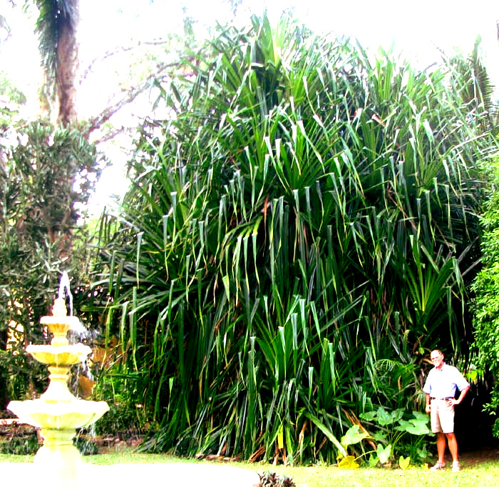 Screwpine, Pandanus cf. veitchii