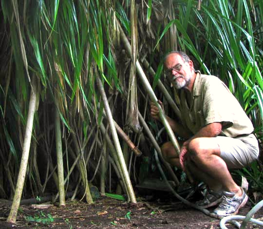 Screwpine, Pandanus cf. veitchii, prop roots