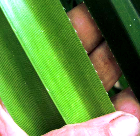 Screwpine, Pandanus cf. veitchii, leaves with sharp teeth, top and bottom view of blades