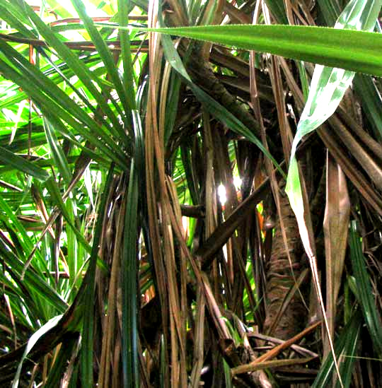 Screwpine, Pandanus cf. veitchii, view inside clump