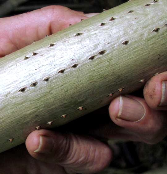 Screwpine, Pandanus cf. veitchii, spines on prop roots