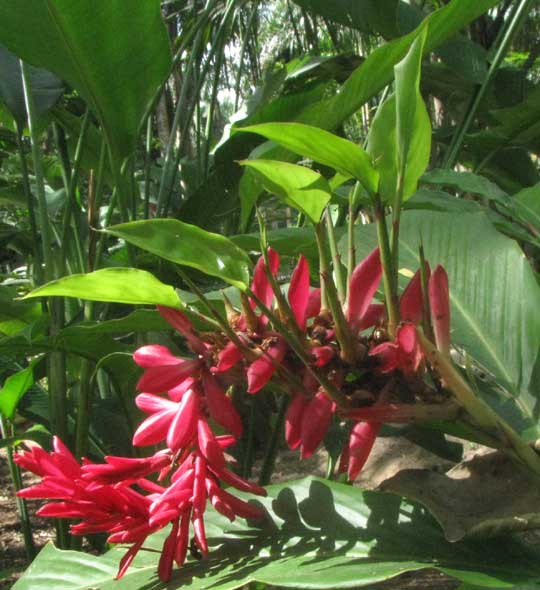 Red Ginger, ALPINIA PURPURATA, vegetative shoots