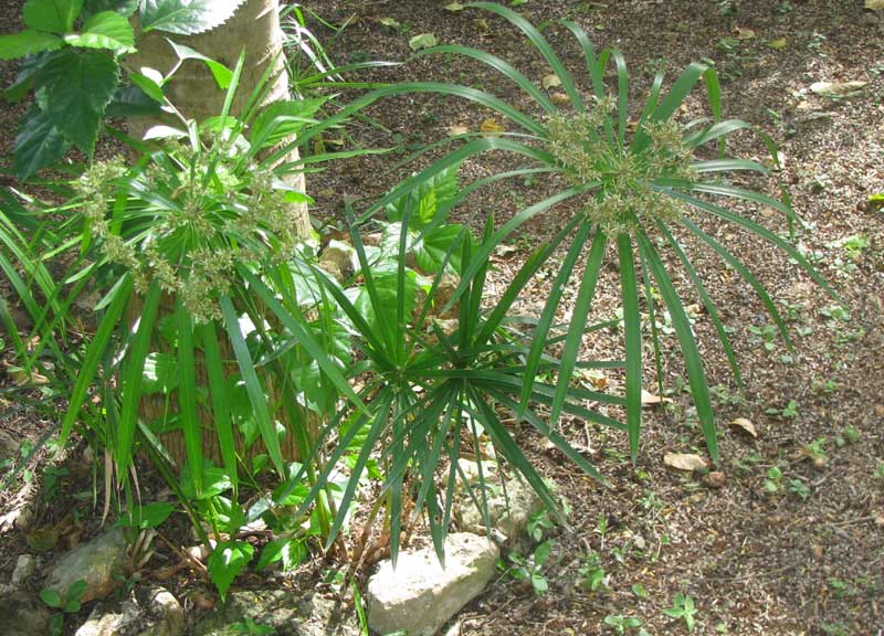 Umbrella Plant, CYPERUS ALTERNIFOLIUS