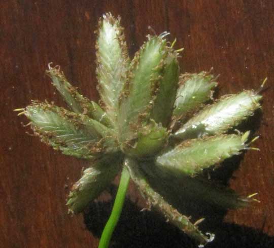 Umbrella Plant, CYPERUS ALTERNIFOLIUS, spikelets