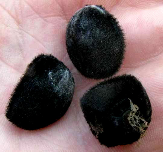 MERREMIA TUBEROSA, seeds