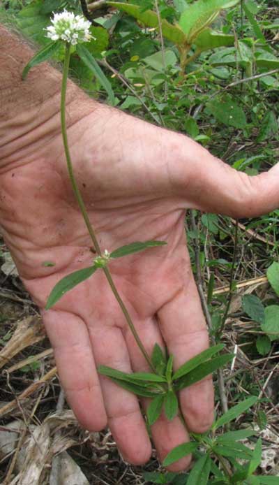 Buttonweed, SPERMACOCE VERTICILLATA