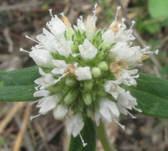 Buttonweed, SPERMACOCE VERTICILLATA, flowers