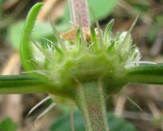 Buttonweed, SPERMACOCE VERTICILLATA, stipules