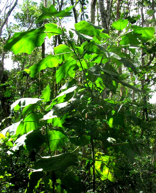 SOLANUM HIRTUM, plant