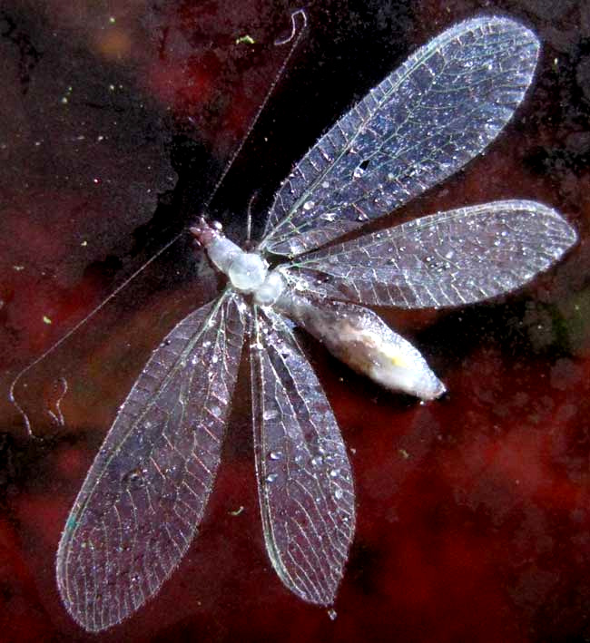 lacewing