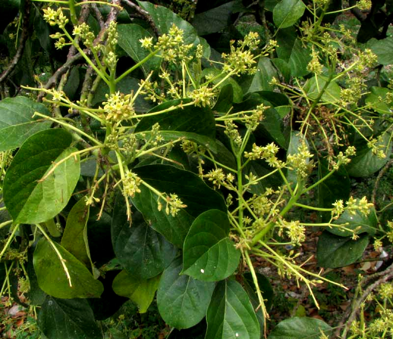 flower cluster of Avocado, Persea americana