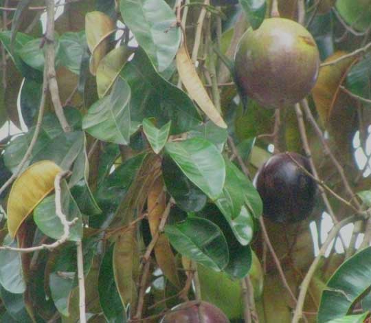 Star-Apple, CHRYSOPHYLLUM CAINITO, fruits