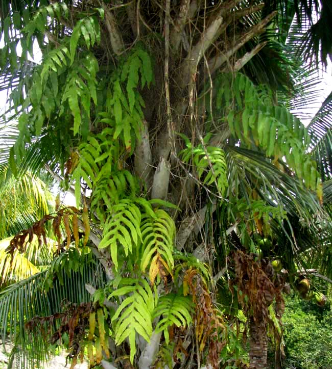 Calaguala or Samambaia fern, PHLEBODIUM DECUMANUM