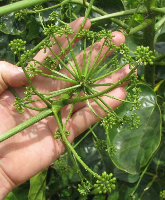 POLYSCIAS cf. SCUTELLARIA, flower clusters