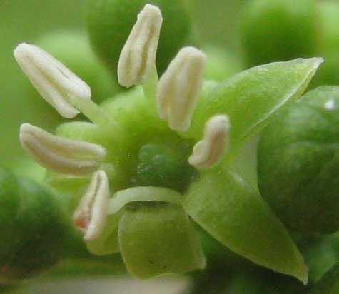 POLYSCIAS cf. SCUTELLARIA, flower