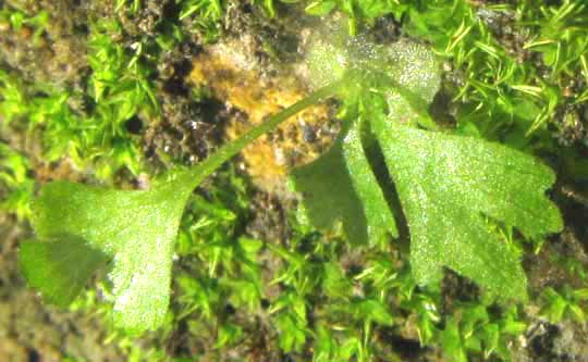 prothallus of Roughhairy Maiden Fern, THELYPTERIS HISPIDULA