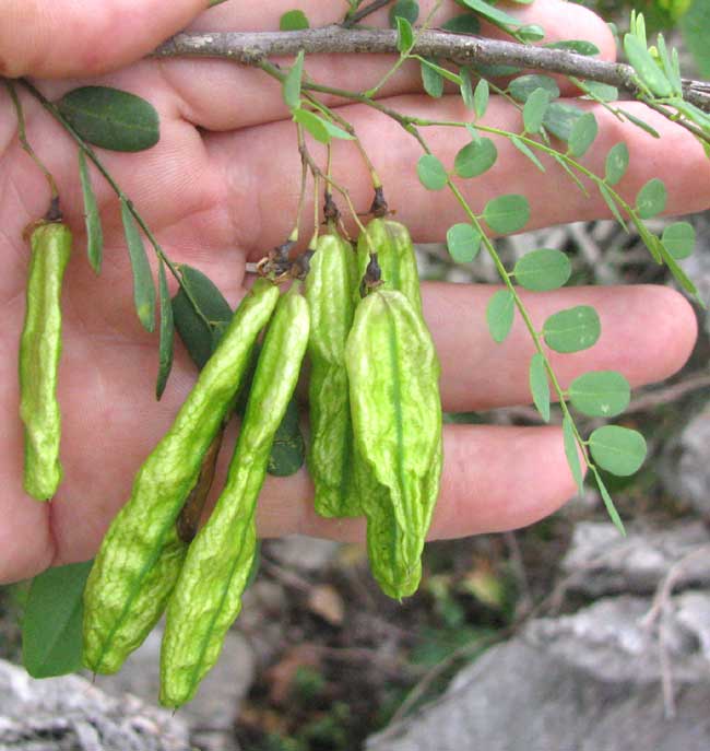 DIPHYSA CARTHAGENENSIS, leaves & fruits
