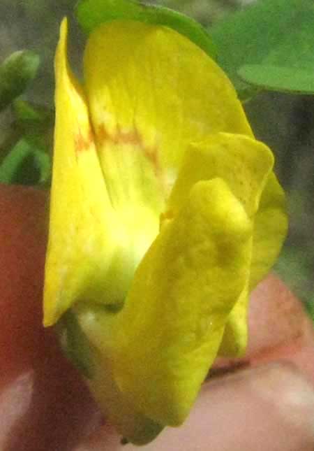DIPHYSA CARTHAGENENSIS, flower, front view