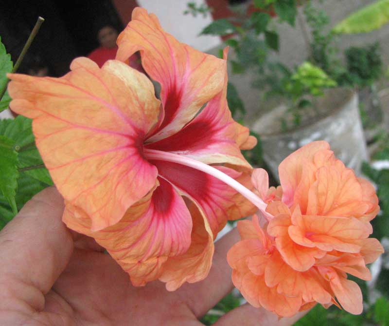 Chinese Hibiscus, HIBISCUS ROSA-SINENSIS, flower with stamens converted to petals