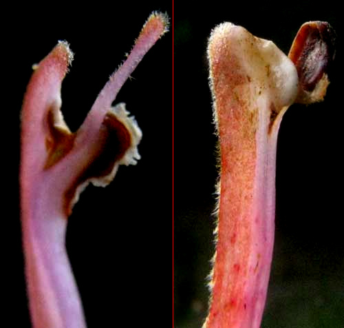 half petal, half anther of PSEUDOBOMBAX ELLIPTICUM