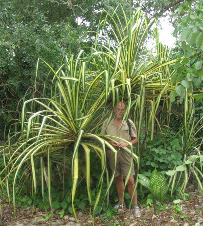 Variegated Screw Pine, PANDANUS SANDERI