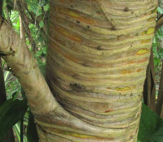 Variegated Screw Pine, PANDANUS SANDERI, trunk