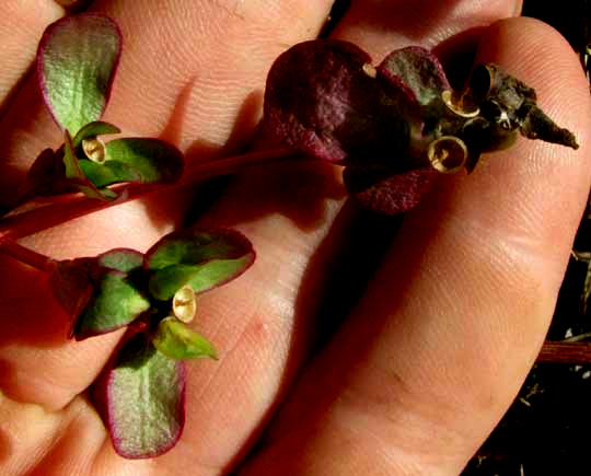Common or Wild Purslane, PORTULACA OLERACEAE, empty fruits