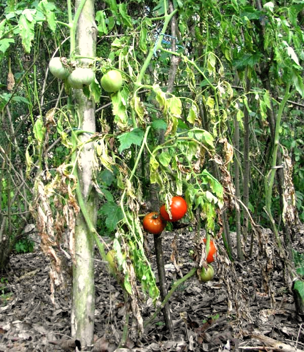 tomato plants dying from tomato root nematodes