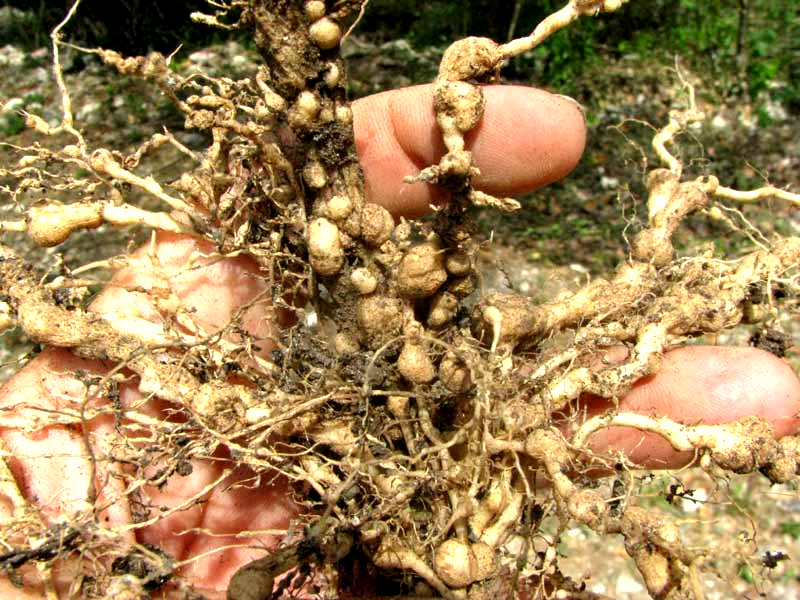 nodules on tomato plant afflicted with tomato root nematodes